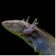 Axolotl - Wild