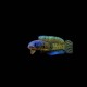 Golden Cobra Snakehead