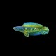 Golden Cobra Snakehead