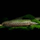 Tire Track Eel