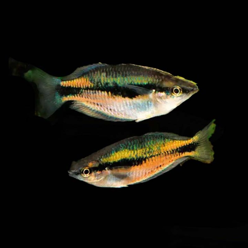 Synergos Rainbowfish (pair)