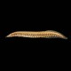 Tire Track Eel