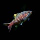 Odessa Barb