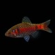 Odessa Barb