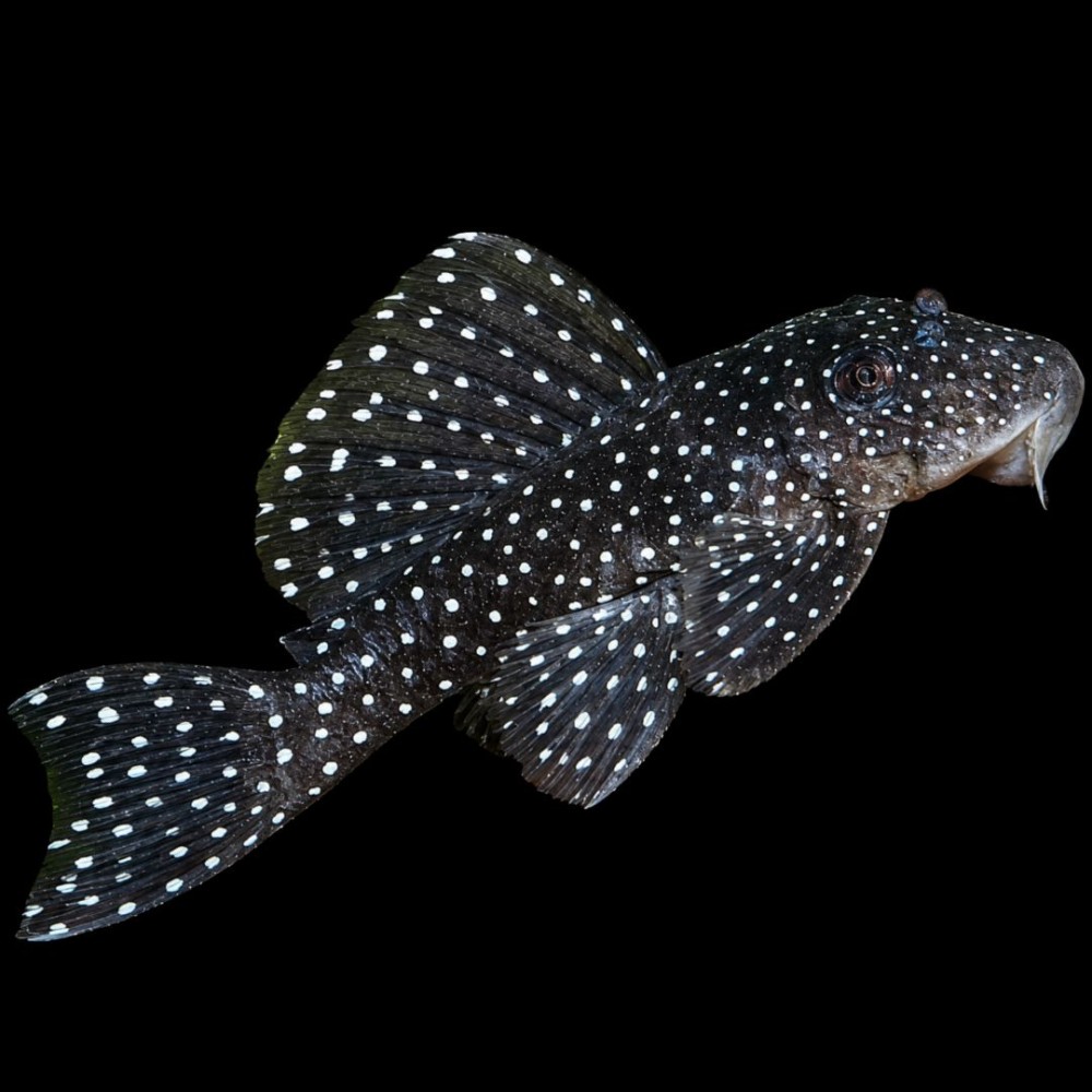 Angelicus Pleco (L-05)