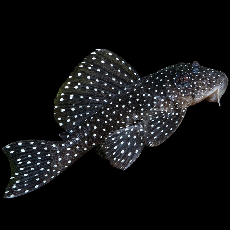 Angelicus Pleco (L-05)