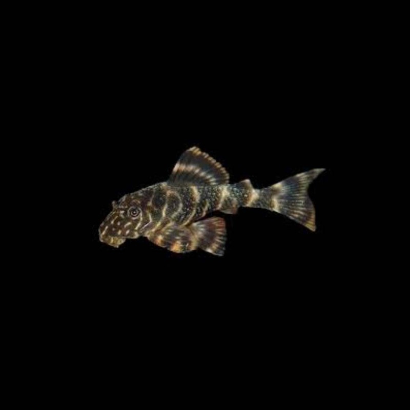 Clown Pleco