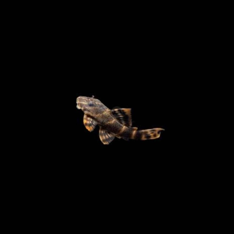 Clown Pleco
