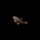 Clown Pleco