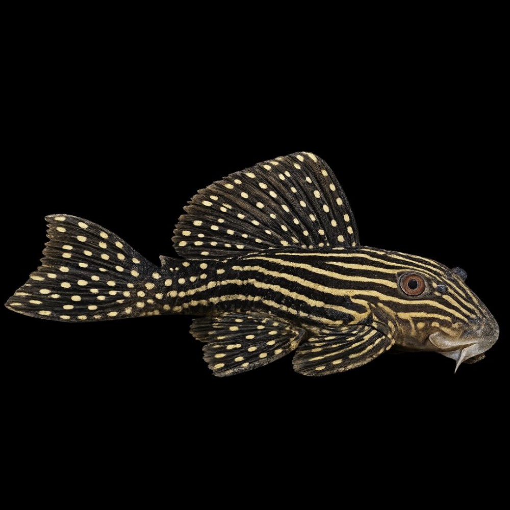Gold Royal Pleco (L-027)