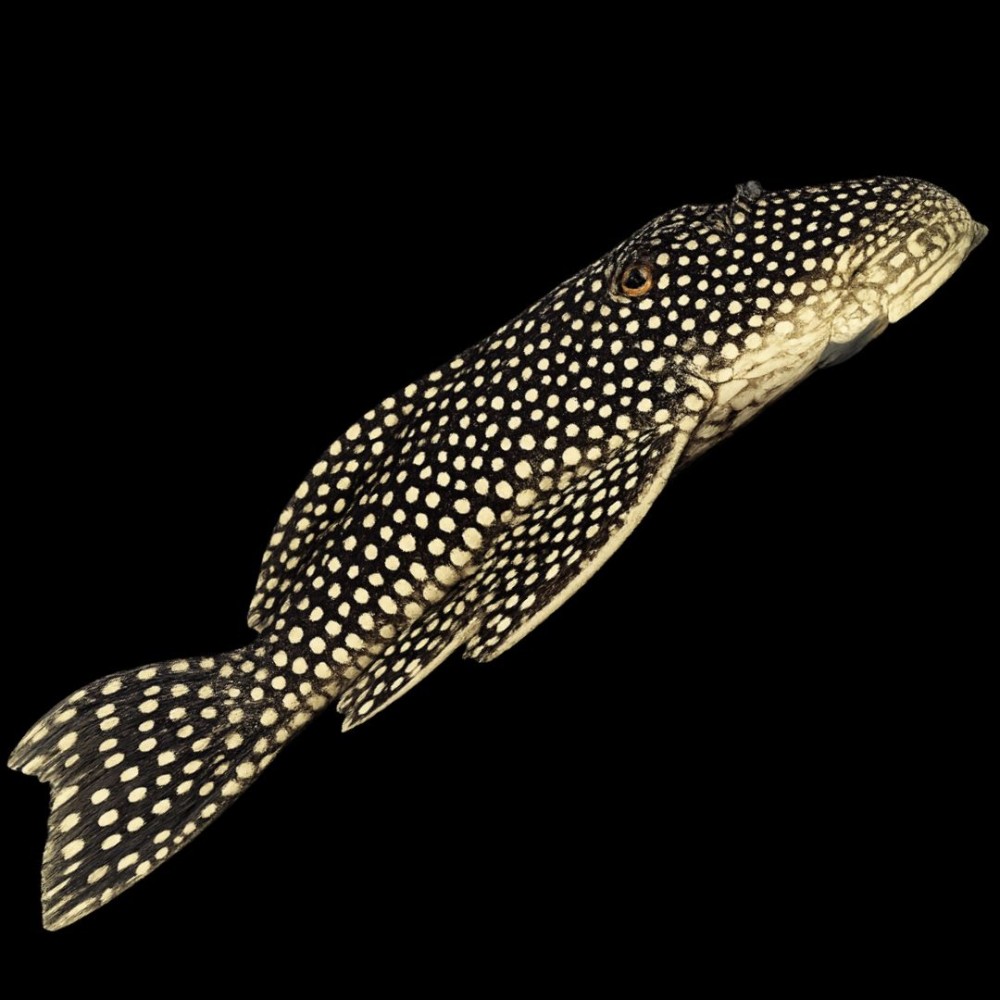Goldy Pleco (L-14)