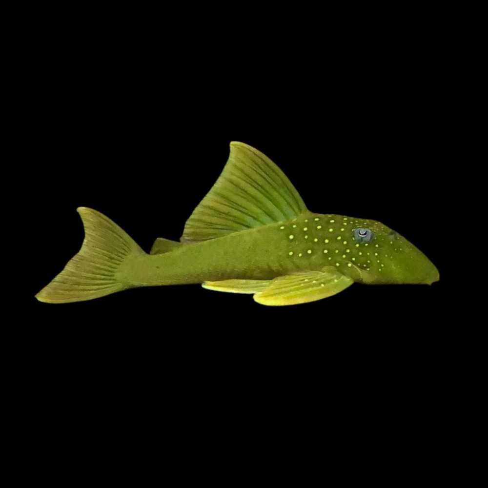 Green Phantom Pleco (L200)
