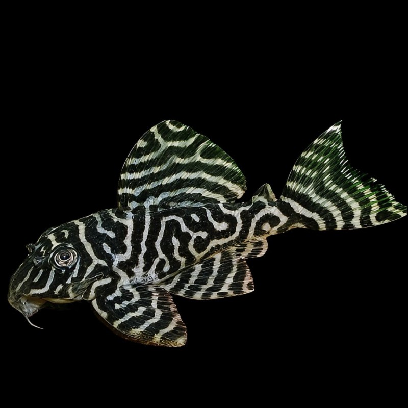Gypsy King Tiger Pleco (L-66)
