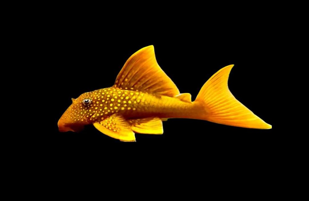 More Freshwater fish again this week!