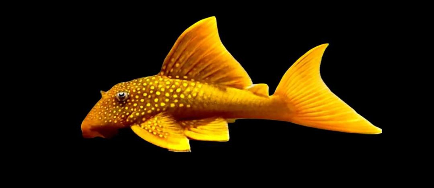 More Freshwater fish again this week!