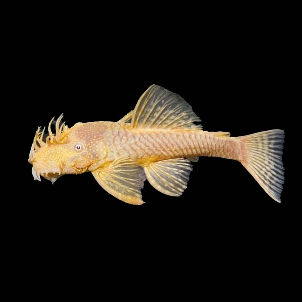 L144 Lemon ancistrus
