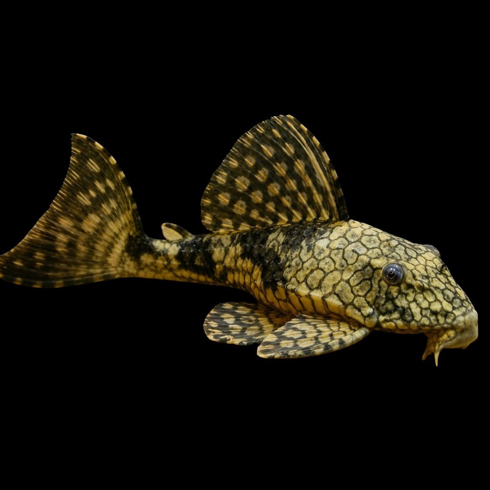Net Pleco (L-037) 