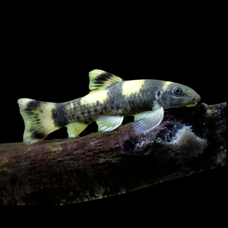 Panda Garra