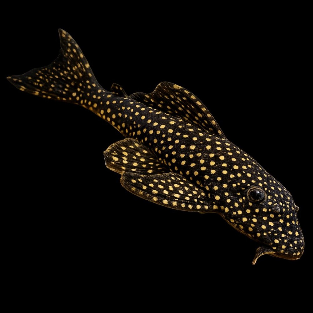 Pario-Ancistrus Pleco (L-048)