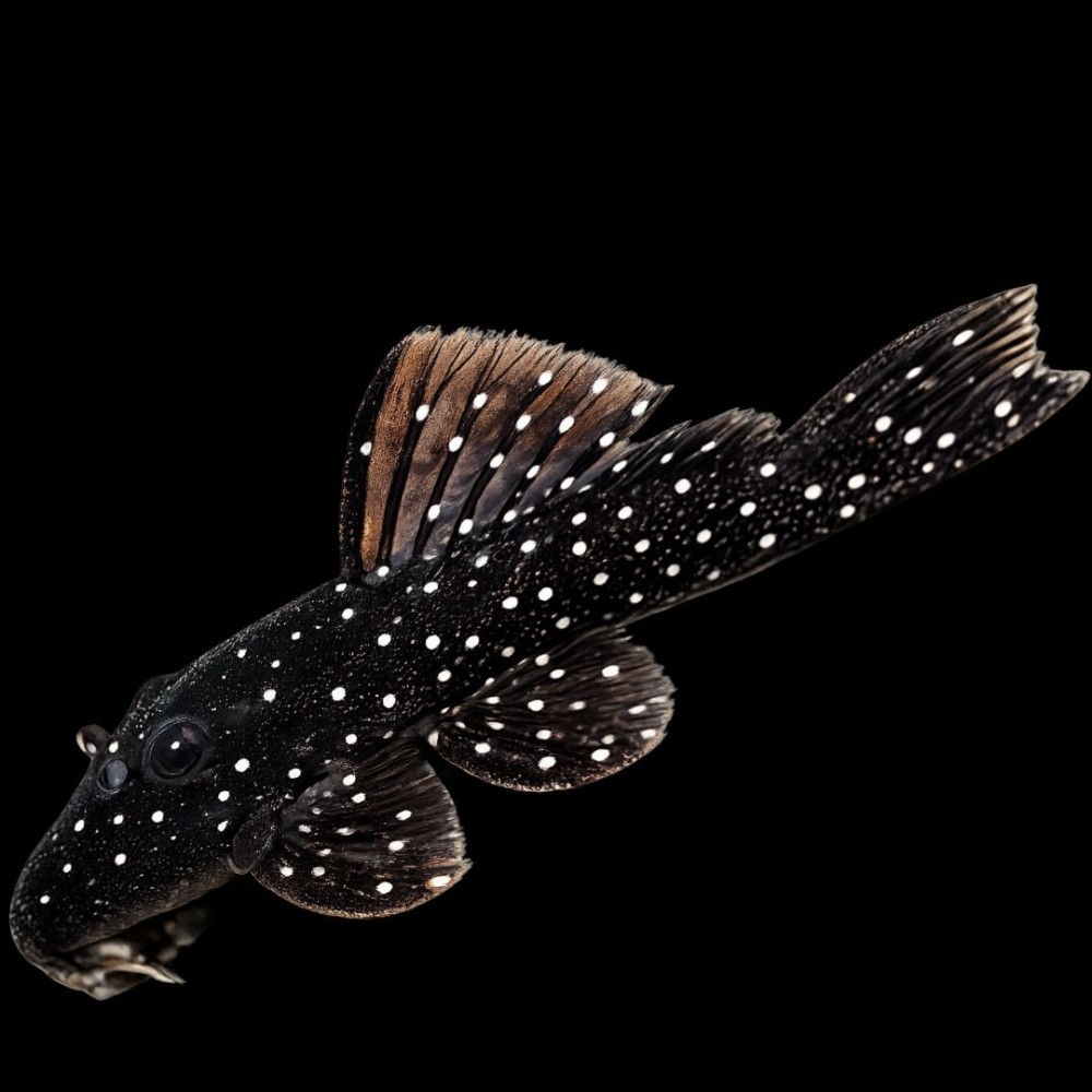 Peppermint Plecostomus (L-31)