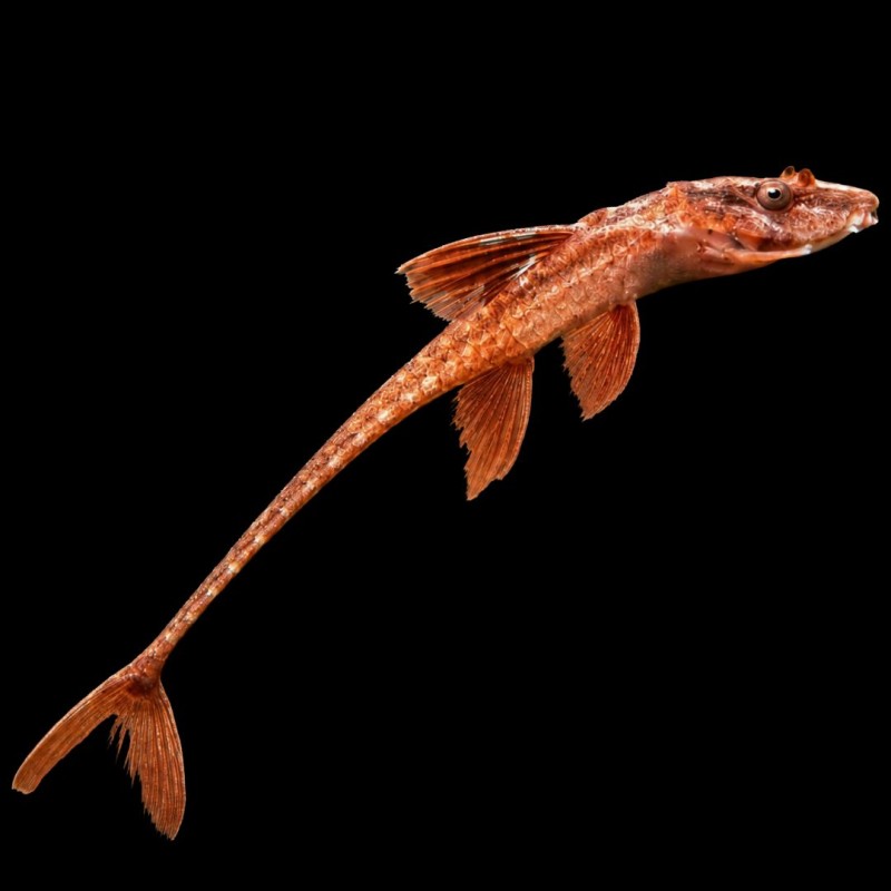 Red Lizard Whiptail Pleco
