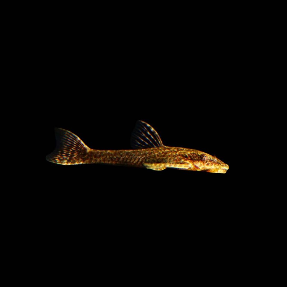 Black Otocinclus