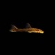 Black Otocinclus