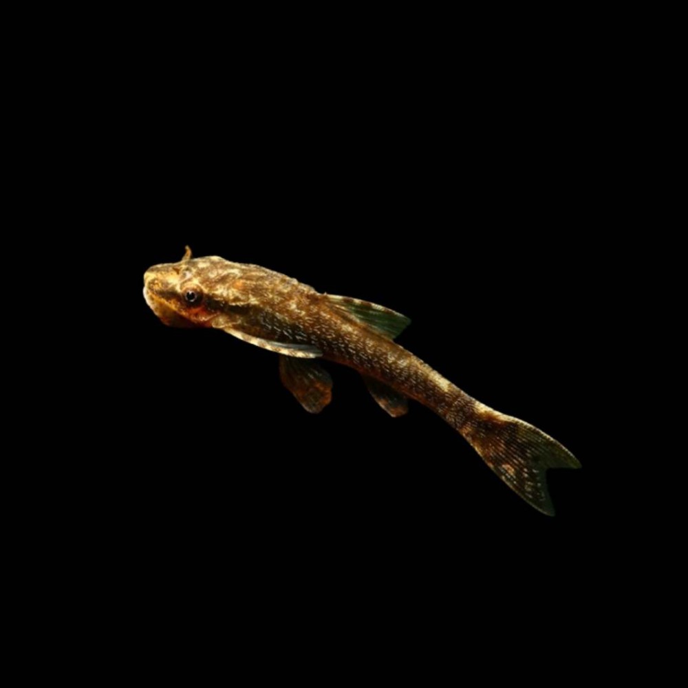 Black Otocinclus