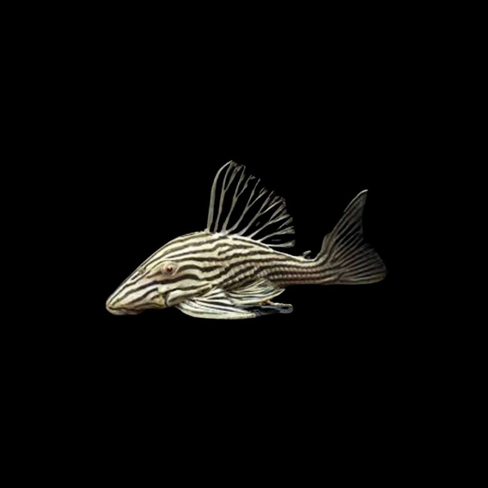 Royal Pleco (L-191)