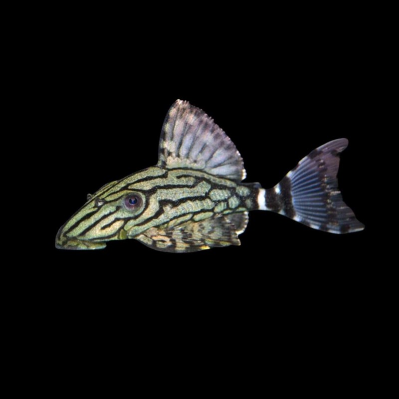 Royal Pleco (L-191)