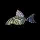 Royal Pleco (L-191)