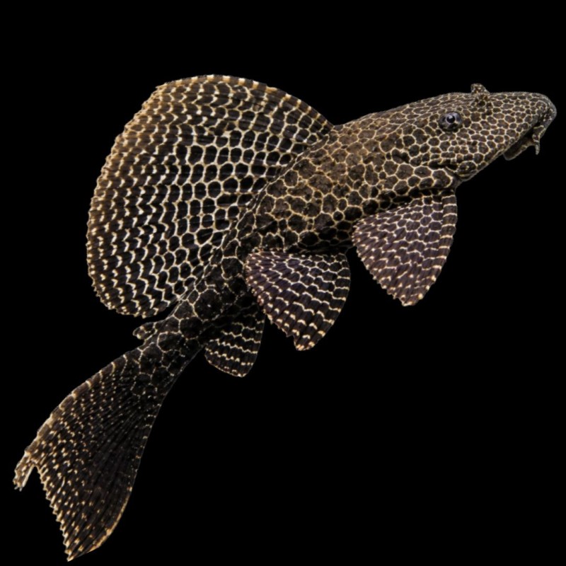 Sailfin Pleco (L-83)