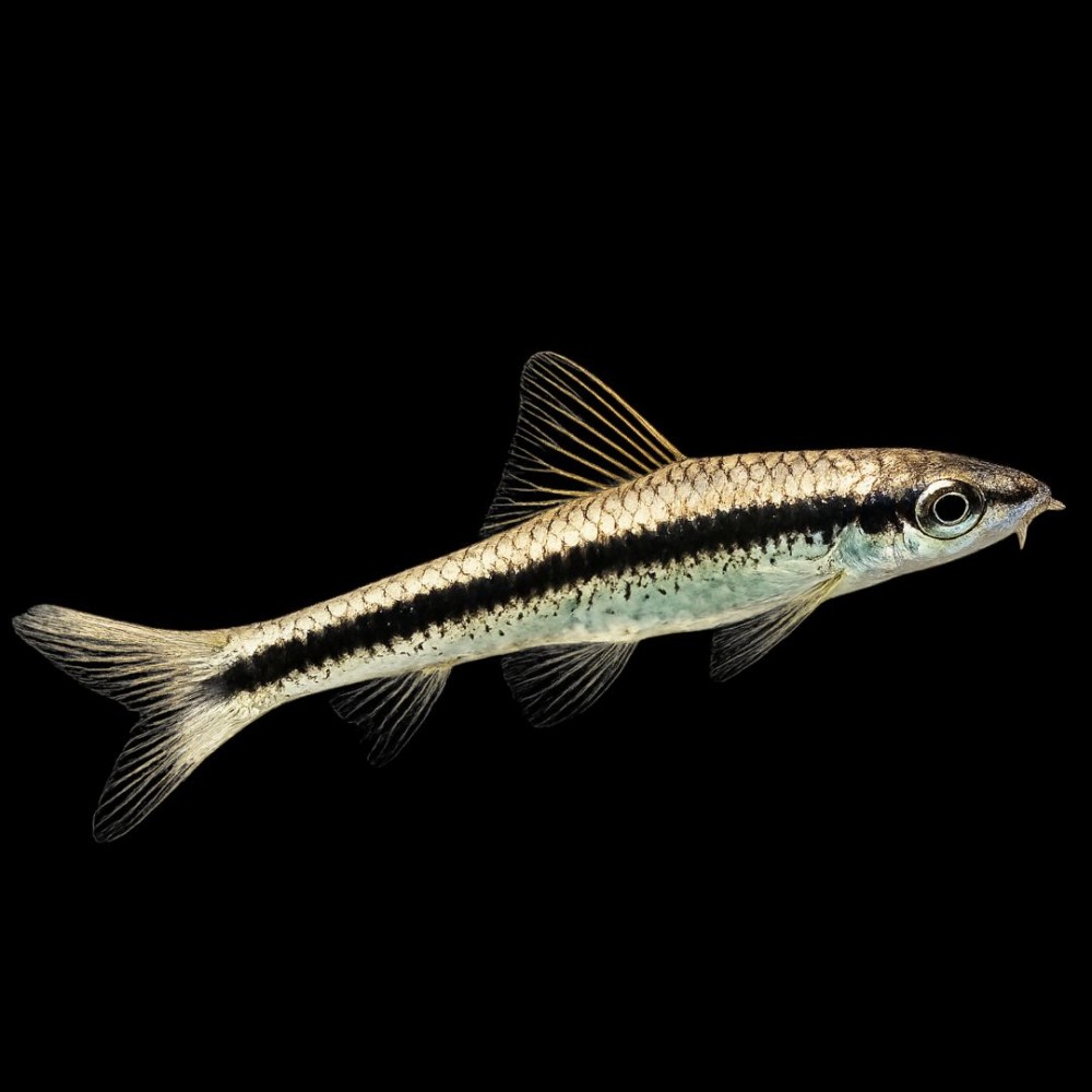 Siamese Algae Eater