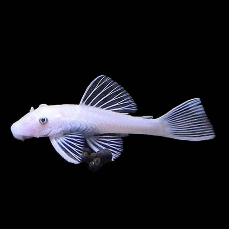 Ancistrus Snow White