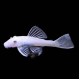 Ancistrus Snow White