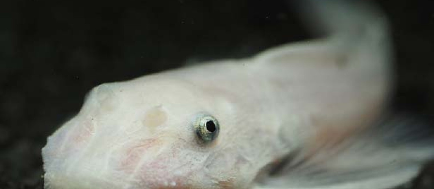 Fresh Freshwater Fish (say that 3 times fast)