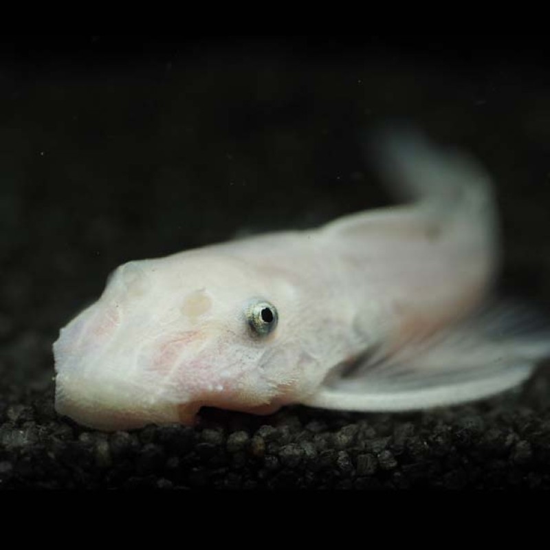 Ancistrus Snow White