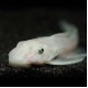 Ancistrus Snow White