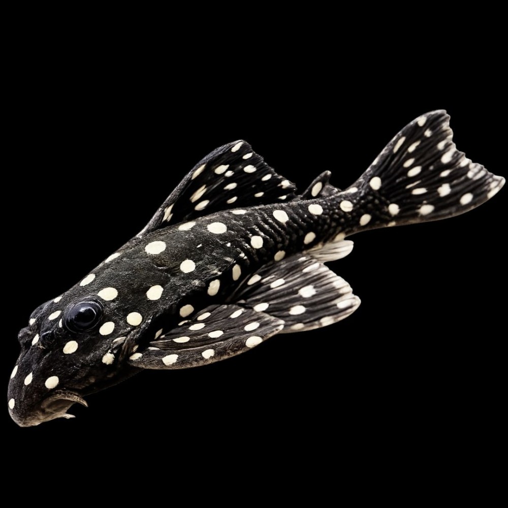 Snowball Pleco