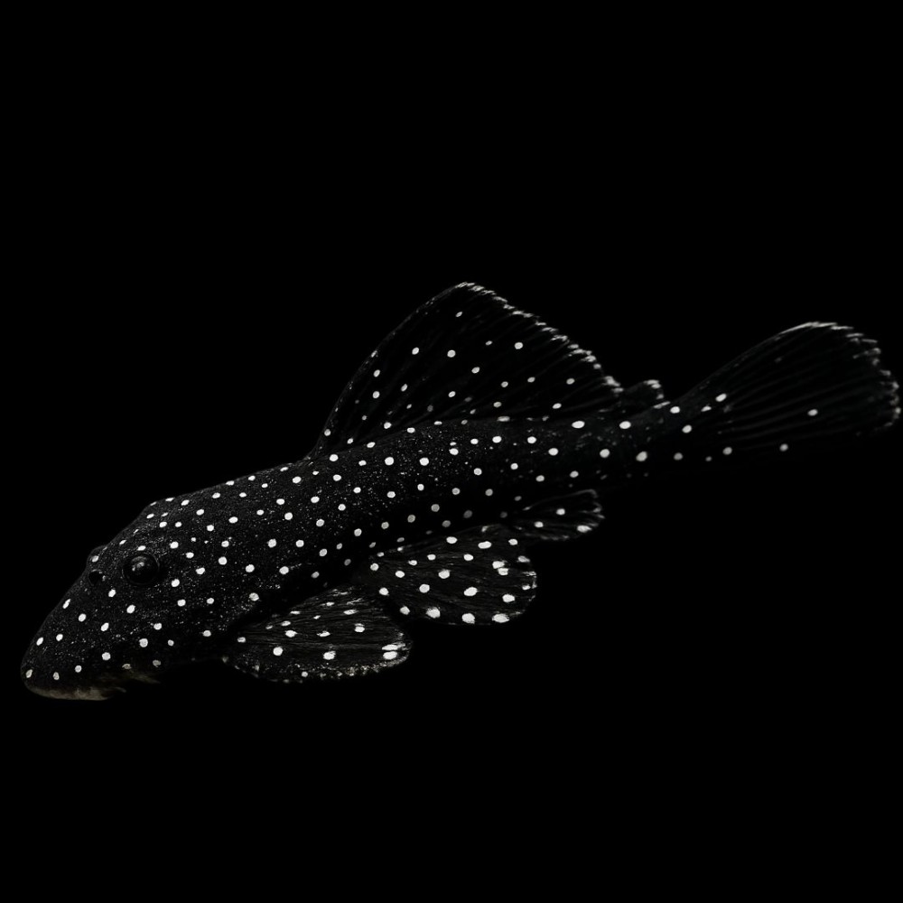 Starry Night Pleco (L-59) 