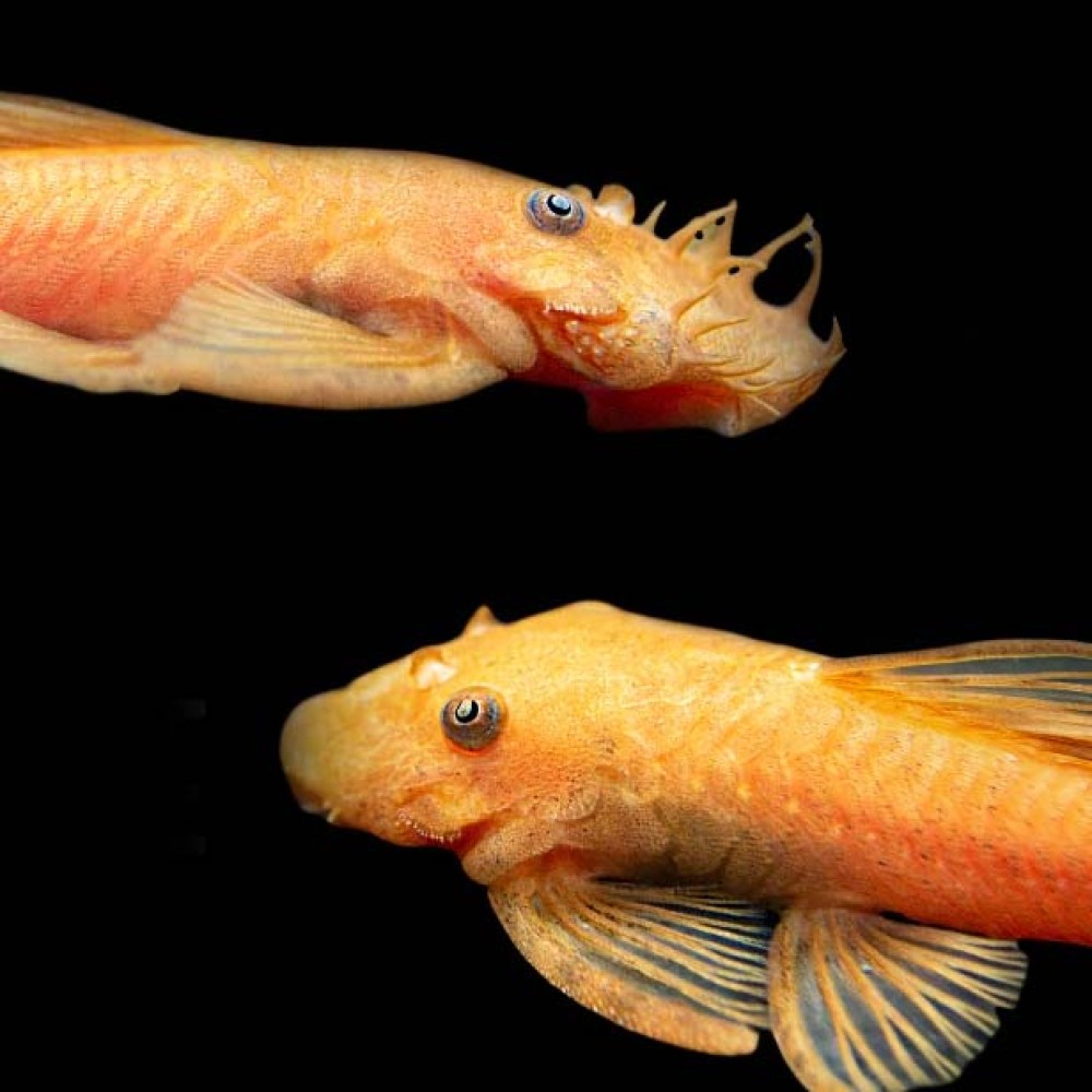Ancistrus Super Red