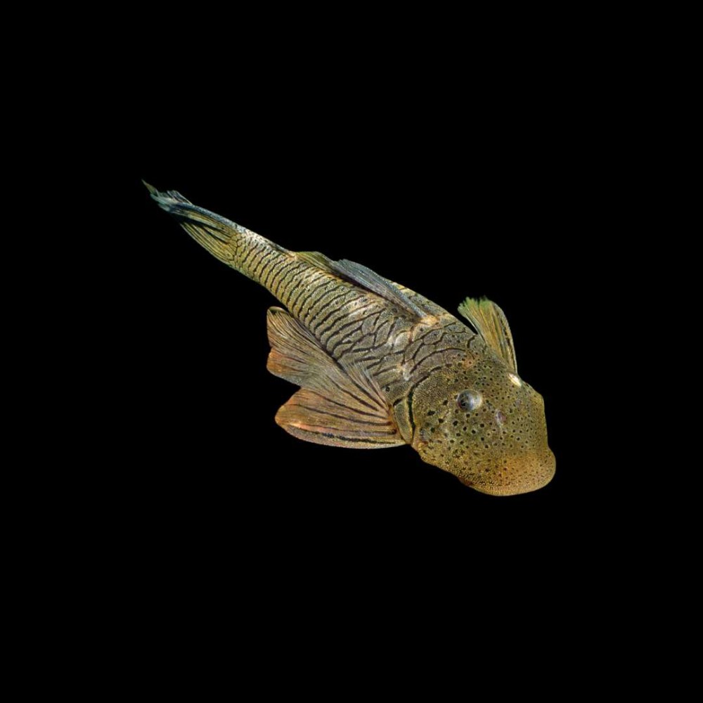 Thomasi Pleco (L-187b)