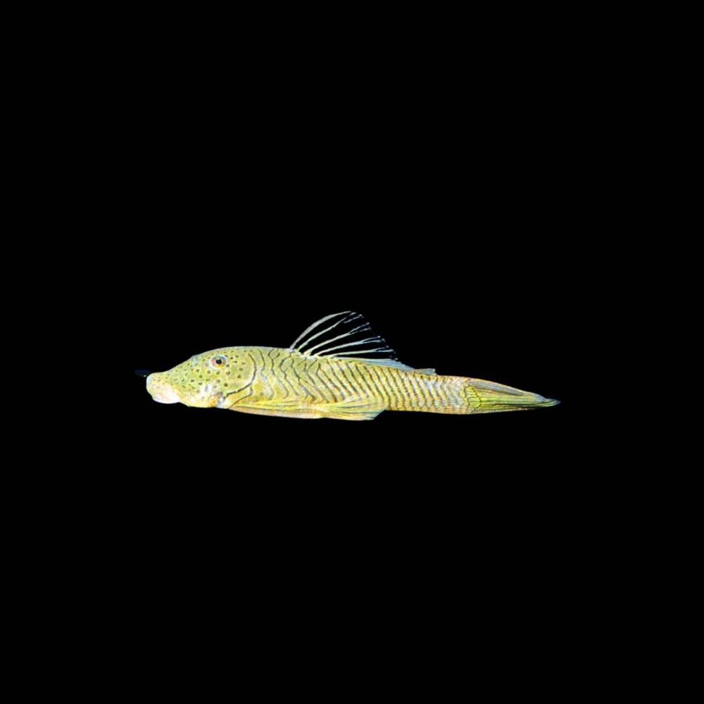 Thomasi Pleco (L-187b)