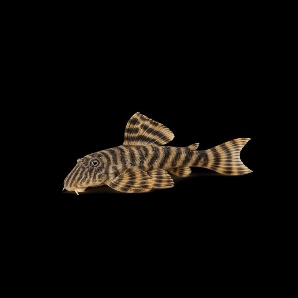 Tiger Pleco (L-02)