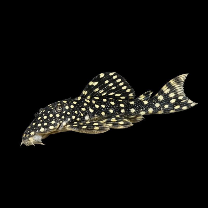 Tooth-Nose Pleco (L-07a)