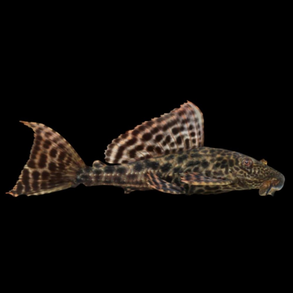 Trinidad Pleco