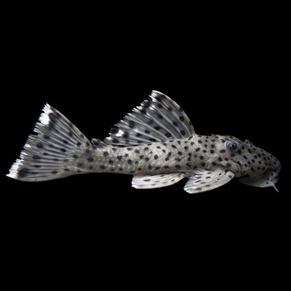 L264 Pleco