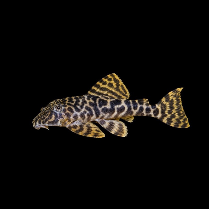 Yellow Prince Tiger Pleco