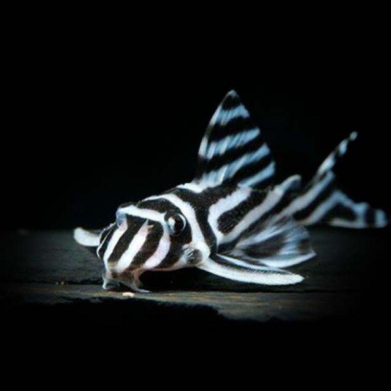 Zebra Pleco