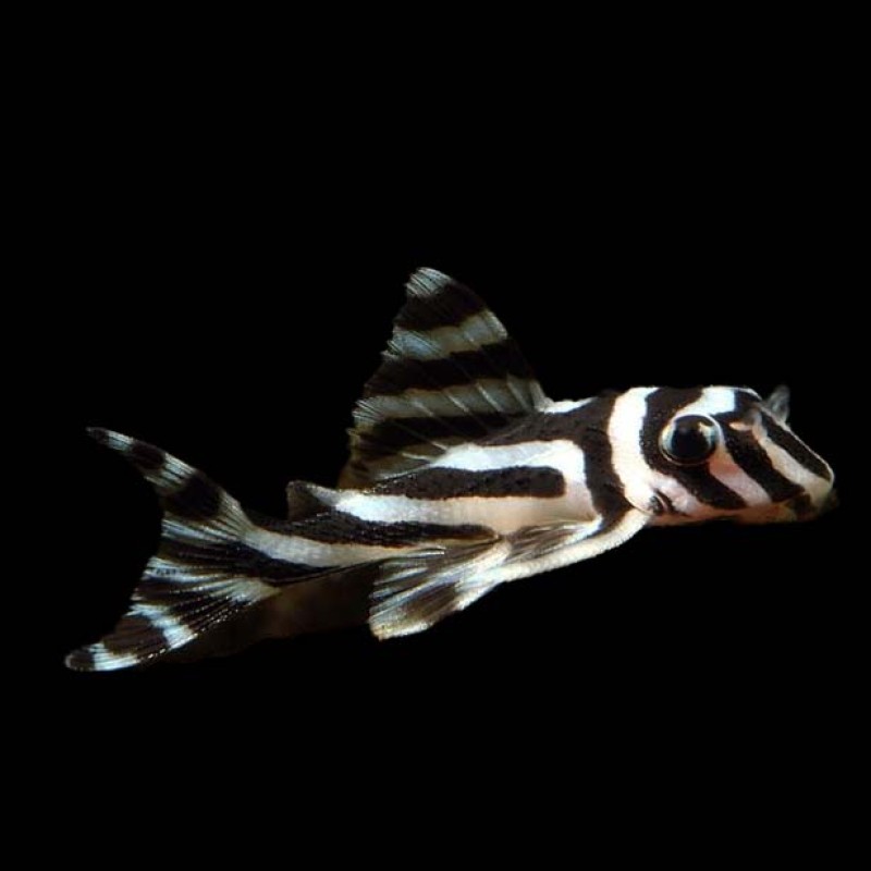 Zebra Pleco